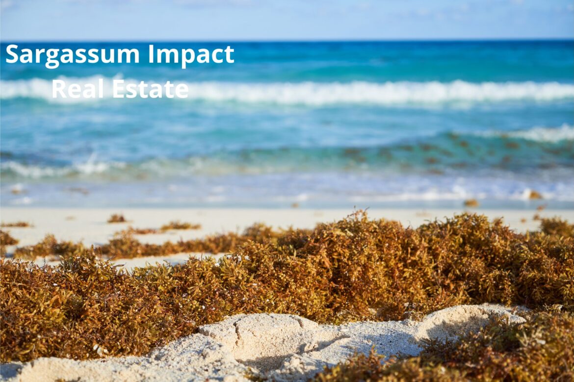 Sargassum Impact Real Estate